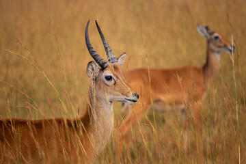 Pride of Uganda: The Elegant Kob of Kidepo Valley