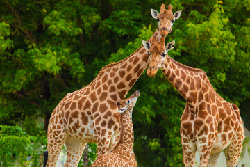 family of Giraffe Giraffa camelopardalis,with a baby. sticking out blue tongue