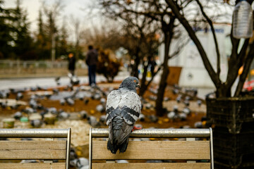 pigeons on the street