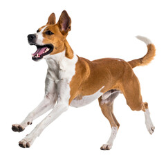 PNG image of a playful Indian Pariah street dog, lively and cheerful, perfect for animal lovers, pet brands, Indian native breed projects, and playful community design themes