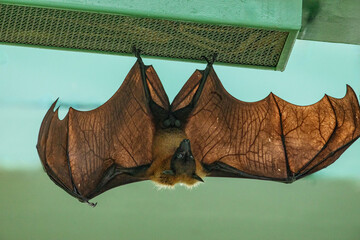 fruit bat hanging on tree in forest. Lyle's flying fox.