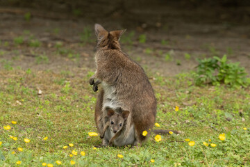 Bennett's wallaby Macropus or Notamacropus rufogriseus