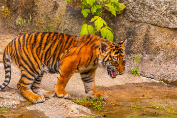 Sumatran tiger family with two little cubs