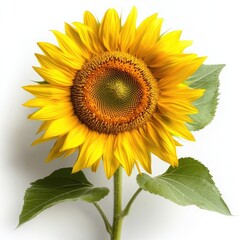 Obraz premium Fresh and Vibrant Sunflower with Bright Yellow Petals and Rich Brown Center Against a Clean White Background