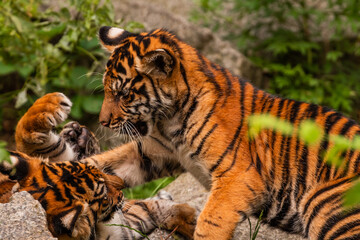 Sumatran tiger family with two little cubs