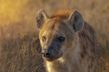 hyena in the savannah