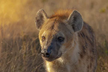 Fototapete Hyäne hyena in the savannah  © Calvin