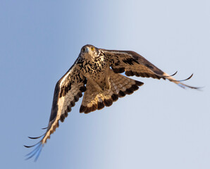 African hawk eagle 