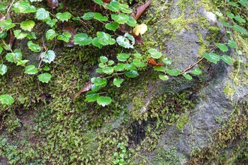 苔と蔦の生える岩