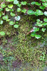 苔と蔦の生える岩