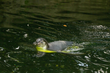 Young aquatic Humbolt Penguin bird swimming gracefully in tranquil green water