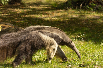 Giant anteater walking through lush green grass in natural habitat