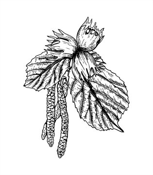 Hazel branch vector isolated illustration painted by black inks. Male catkins blossom, ripening nuts, leaves on tree etching drawing. Spring summer botanical graphic sketch for print, design