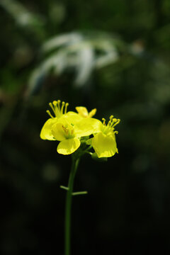 Close-up of yellow flowers of roquette or wild rocket) growing in the vegetable garden. Diplotaxis tenuifolia