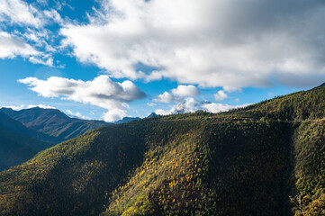 The high mountain forest scenery of the Qinghai Tibet Plateau