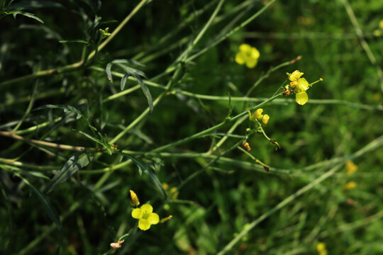Many yellow flowers of roquette or wild rocket) growing in the vegetable garden. Diplotaxis tenuifolia