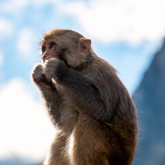 A close-up of a monkey from the side