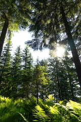 forest scene in green tones, fern grass and trees, sunbeams through pine trees, poster or postcard