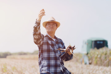 Farmers are inspecting the sugarcane they have harvested and planted in their sugarcane fields.	
