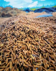 "Golden paddy rice grains spread out on the ground for sun drying. A clear depiction of post-harvest processing in a rural setting."