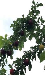 Summer Plum In Rainy Weather