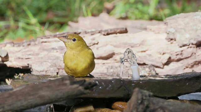 Summer tanager bathing in a bird bath