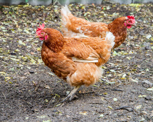 A pair of live red chickens in the poultry yard