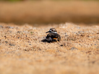 Killdeer sitting in a dry lake bed