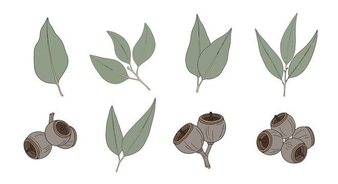 Collection eucalyptus leaves and gumnuts