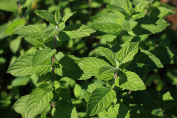 Wild mint green plants on a sunny day. Mentha spicata