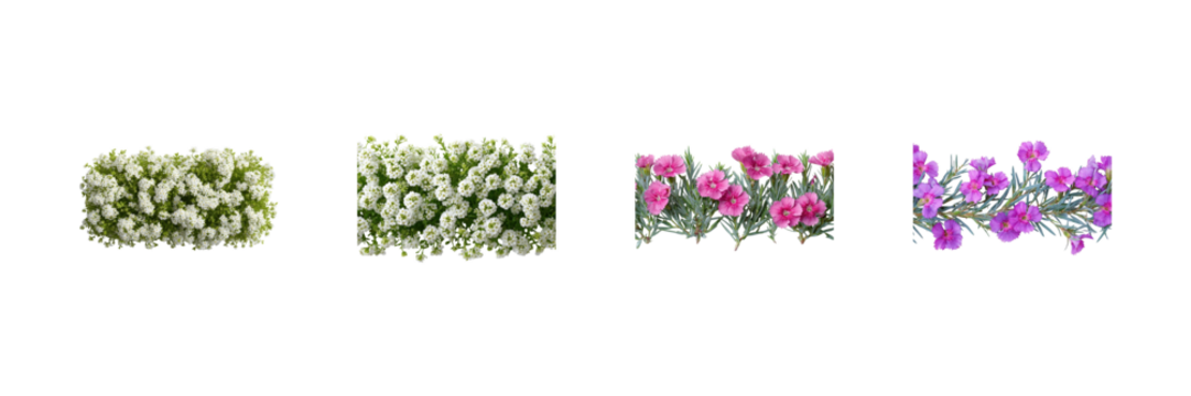 Floral Border Design Set. Decorative Garden Elements Collection Isolated On Transparent Background