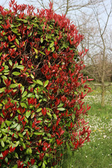 Close-up of Red Robin Photinia hedge with many new red leaves on springtime on a sunny day. Photinia x fraseri 