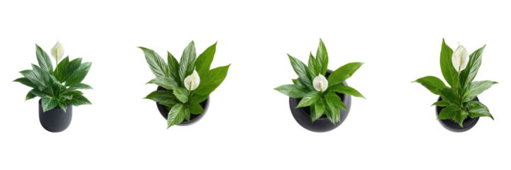 Potted Peace Lily Plant Set. Indoor Air Purification And Decor Collection Isolated On Transparent Background