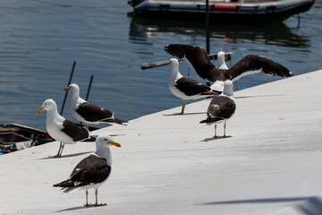 Several Seagulls in the sea of ​​Punta del Este in Uruguay.