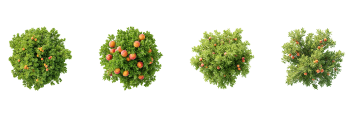 Peach Tree Top View Set. Orchard Planning And Landscaping Collection Isolated On Transparent Background