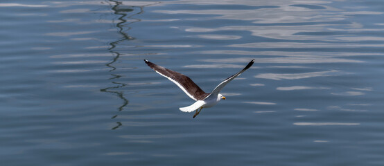 Several Seagulls in the sea of ​​Punta del Este in Uruguay.	