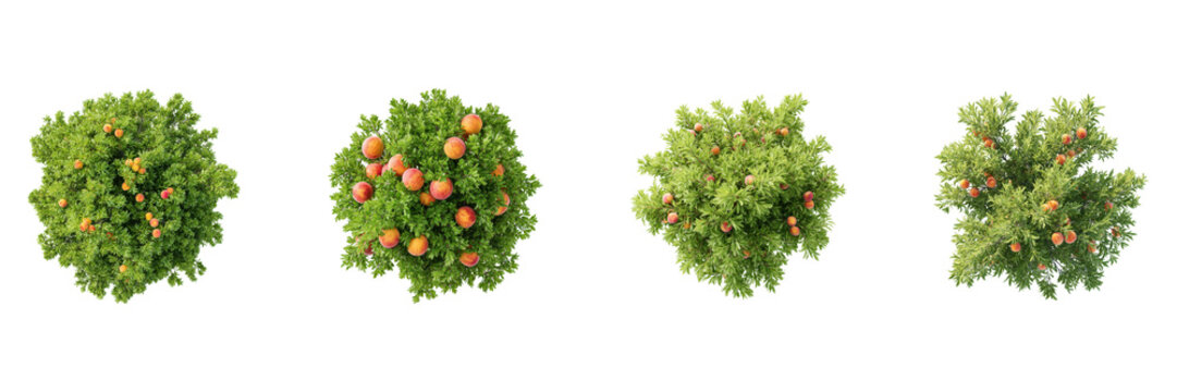 Peach Tree Top View Set. Orchard Planning And Landscaping Collection Isolated On Transparent Background