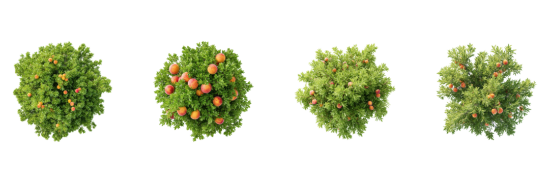 Peach Tree Top View Set. Orchard Planning And Landscaping Collection Isolated On Transparent Background