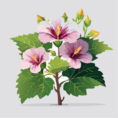 Pink hibiscus flowers with green leaves