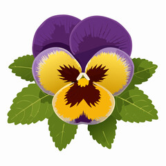 Purple and yellow pansy flower with green leaves