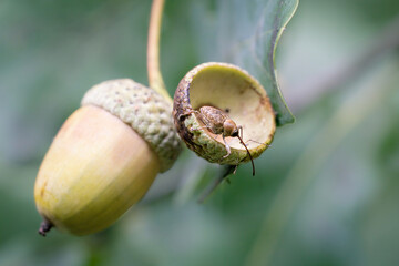 „Der kleine Eichel-Architekt“ - Eichelbohrer (Curculio glandium) © Stefan Süßkow