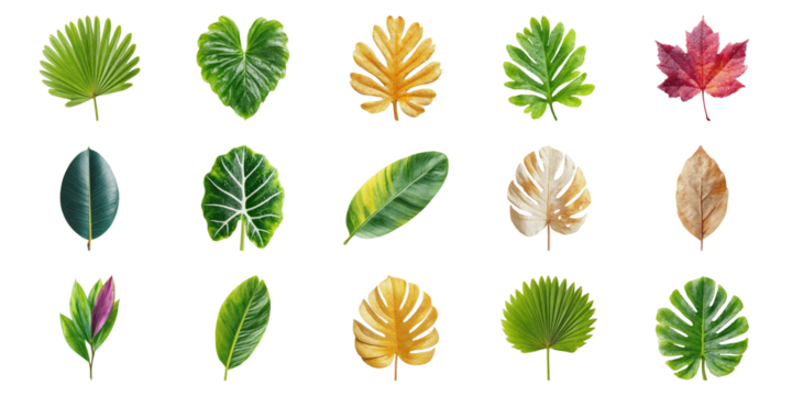 Variety Of Leaf Types Set. Botanical Diversity And Nature Collection Isolated On Transparent Background