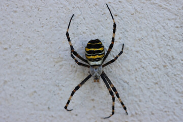 Close-up of Wasp spider on a white wall. Black and yellow striped Argiope bruennichi wasp spider 