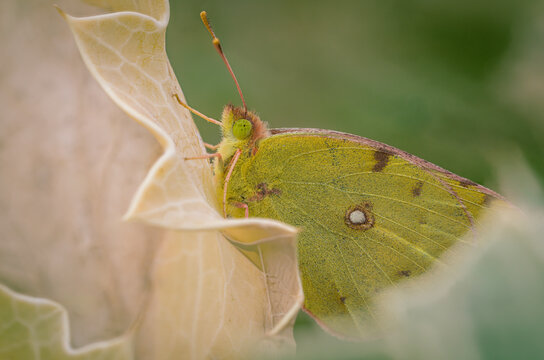 Postillon (Colias croceus) &ndash; Der wandernde Gelbling
