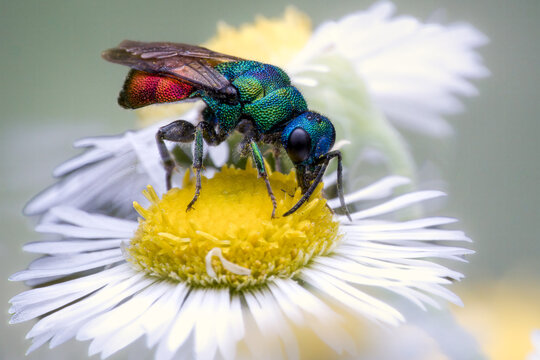 Juwel der Wiese &ndash; Die Goldwespe auf Margerite (Chrysis ignita) 