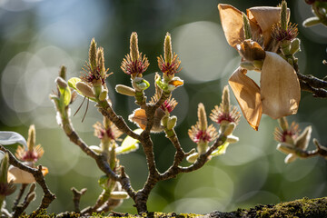 Yulan-Magnolie (Magnolia denudata)