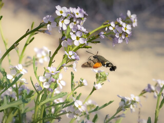  Taubenschwänzchen-Falter (Macroglossum stellatarum)