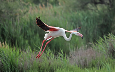 greater flamingo in flight