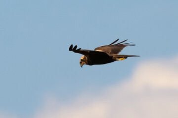 _DSC0606.NEF
