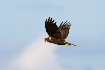 _DSC0605.NEF